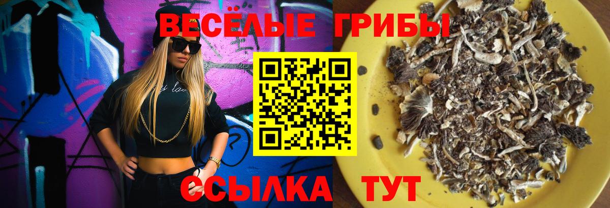Псилоцибиновые грибы Psilocybine cubensis Свободный